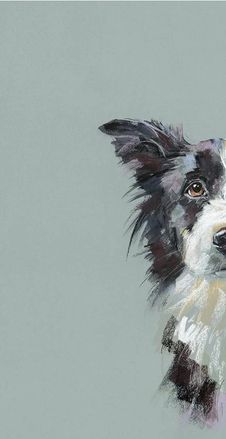 Curious Collie by Nicky Litchfield