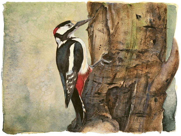 The Lost Spells - Great Spotted Woodpecker by Jackie Morris
