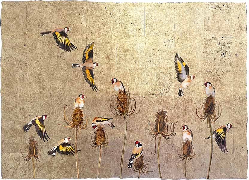 Seeds of Teasels charm the voices of birds by Jackie Morris